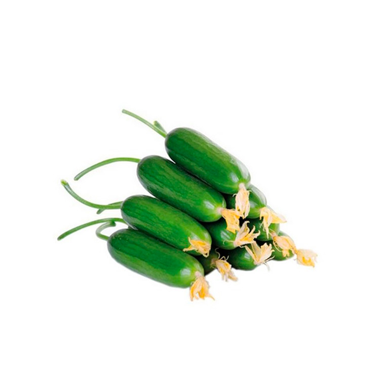 Cengelkoy Cucumber