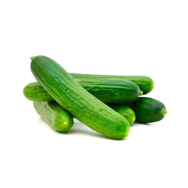 Cucumber